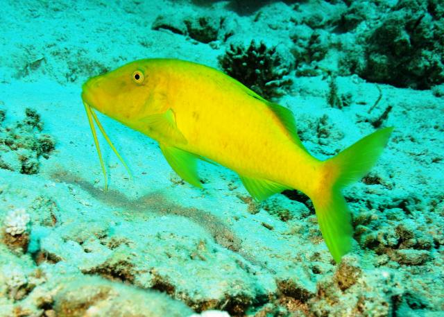 Danh sách các loại cá cảnh biển - phần II 38 Hình ảnh Cá Phèn Vàng