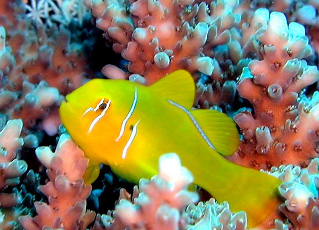 Danh sách các loại cá cảnh biển - phần II 40 Hình ảnh Cá Rubi Vàng