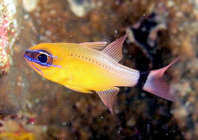 Danh sách các loại cá cảnh biển - phần II 42 Hình ảnh Cá Sơn Mắt Xanh