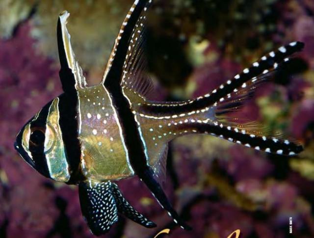 Danh sách các loại cá cảnh biển - phần II 43 Hình ảnh Cá Thia Cờ