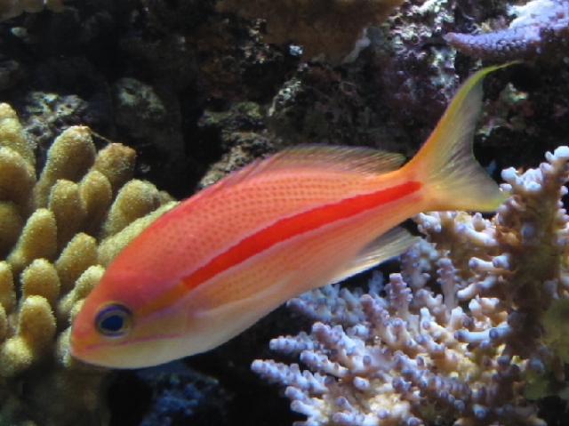 Danh sách các loại cá cảnh biển - phần II 44 Hình ảnh Cá Thia Hồng