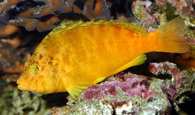 Danh sách các loại cá cảnh biển - phần II 46 Hình ảnh Cá Thồi Lồi Cam
