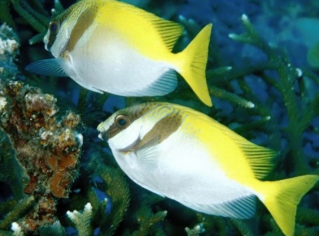 Danh sách các loại cá cảnh biển - phần II 49 Hình ảnh Cá Tu Hú Khoang